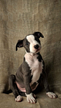 Pit bull puppy, cute pit bull