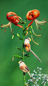 Flower version of zhen dan ya que