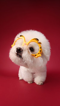 Dogs are particularly fond of playing with the crowd