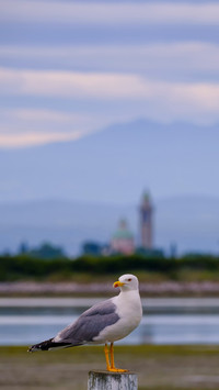 Seagull on a pier with sea