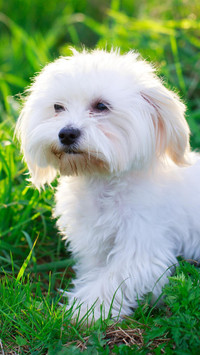 迷人的马尔济斯犬
