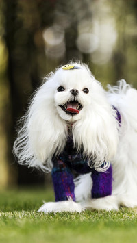 哲学家也钟爱的纯白犬