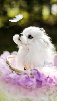 哲学家也钟爱的纯白犬