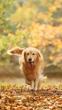 最聪明的寻回犬