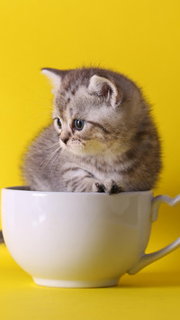 猫能看到“脏东西”？