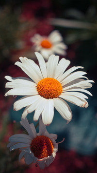 Fresh Daisy