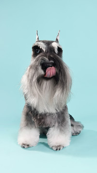 Dog list 1 for domestic use