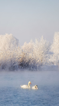 The winter holy land of swans