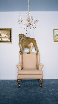 India-Monkey