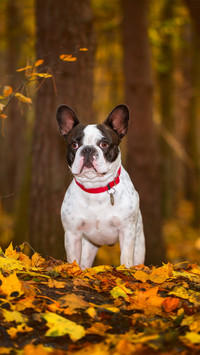 A Bulldog in The Forest