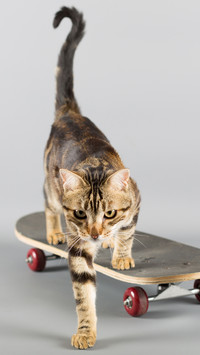 Cat on skateboard 68