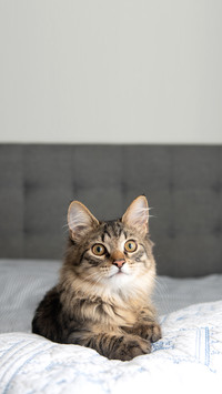 Medium Hair Brown Tabby Mix Kitten on Human Bed