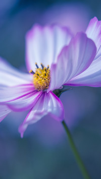 鼻尖芬芳