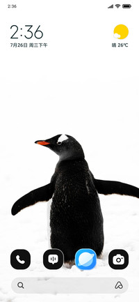 Gentoo Penguin