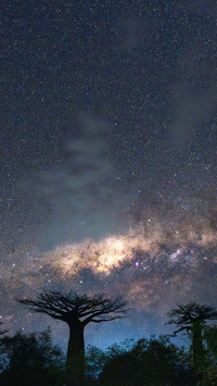 Baobab tree galaxy