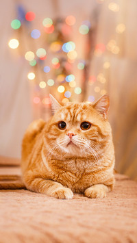 猫咪认主迹象大赏