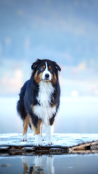 Australian shepherd at a lake in beautiful scenery