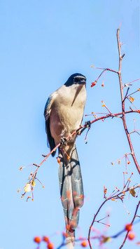 The chirping of grey magpies