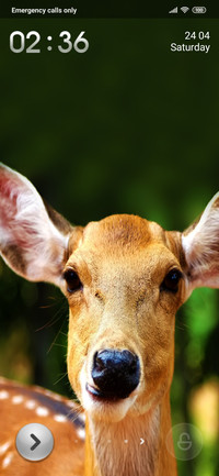 Deer On