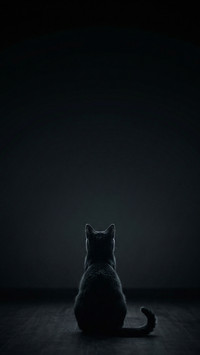 Silent Observer Cat Silhouette