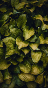 Earth Day (17)