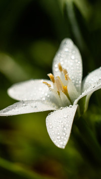 Spring scenery-28