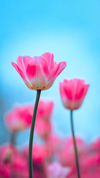Tulips blooming in the sunshine