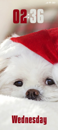 Puppy