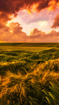 A scene of abundant harvest