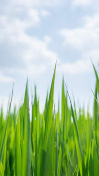 The rice fields under the blue sky and white clouds