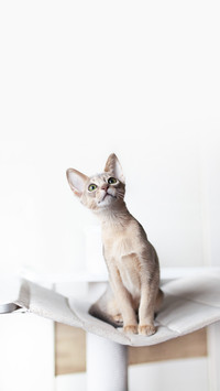 Abyssinian Blue Cat Sitting on Its Hammock