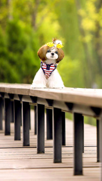 四大美狗之首 西施犬