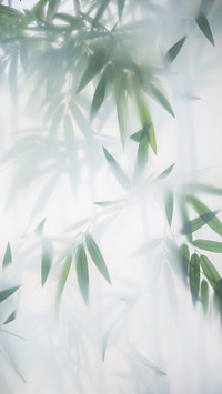 Green Bamboo in the Fog with Stems and Leaves