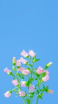 春花宴-锐景创意