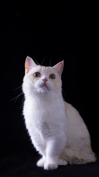Cat6