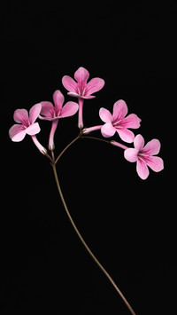 Introduction to botany