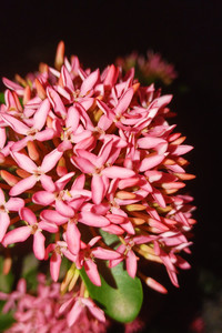 Night blooms.jpg