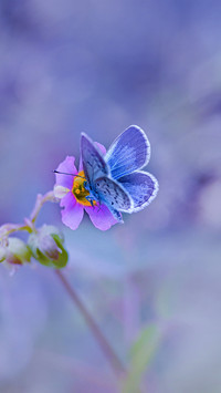 Spring flowers and butterflies