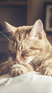 Cats ecstatic sleeping position 64