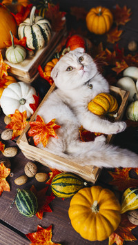 Originally poets also love cats 2