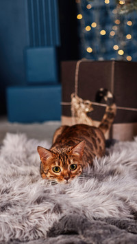 A Cute Cat Lying on The Blanket