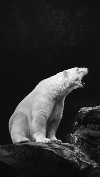 Polar bear 7