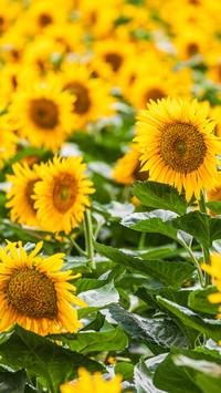 Sunflowers bloom