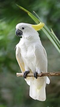 Beautiful white Cockatoo Parrot