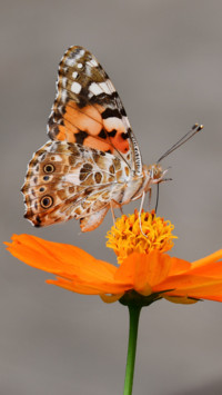 Butterfly (14)