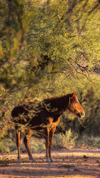 wild animal-01