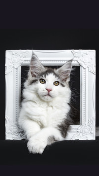 A cats face is Yiyang Qianxi 01
