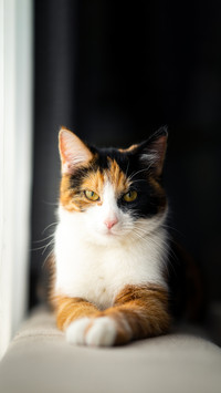 Cat, beautiful cat, cute pet