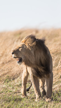 King of the Jungle B2 (5)