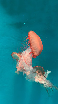 Marine census update